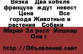  Вязка ! Два кобеля француза ,ждут  невест.. › Цена ­ 11 000 - Все города Животные и растения » Собаки   . Марий Эл респ.,Йошкар-Ола г.